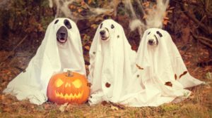 Lee más sobre el artículo Halloween ¿Es bueno o malo que las marcas impulsen este tipo de festejos?